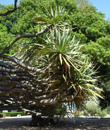 dracaenadracoJBA2.jpg