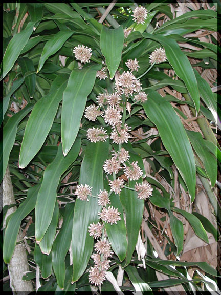 dracaenafragransflowers.jpg