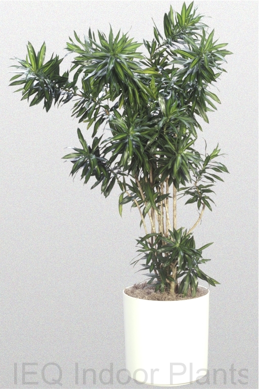 DracaenaReflexa17.jpg