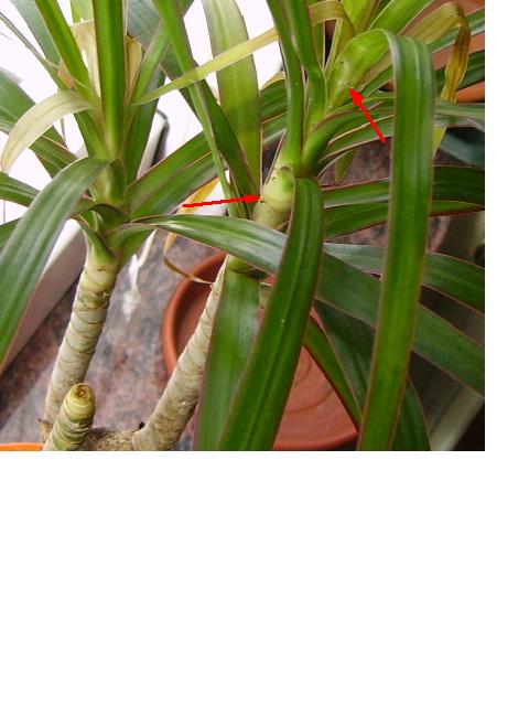 dracena%7E0.JPG