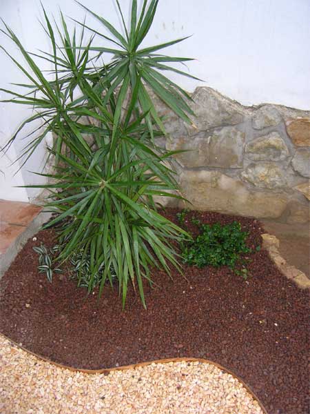 dracena-pumila.jpg