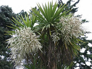 dracena1.jpg