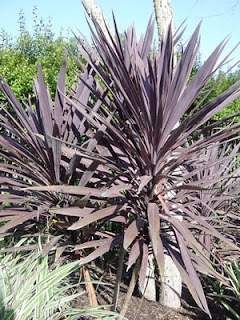dracena2.jpg