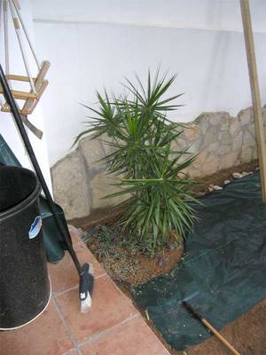 dracena2.jpg
