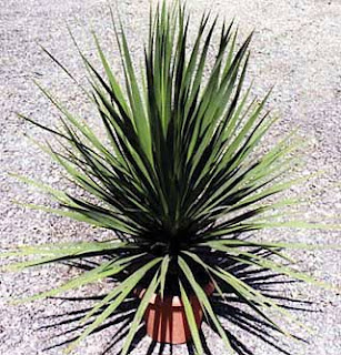 dracena3.jpg