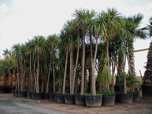 dracena_indivisa.jpg