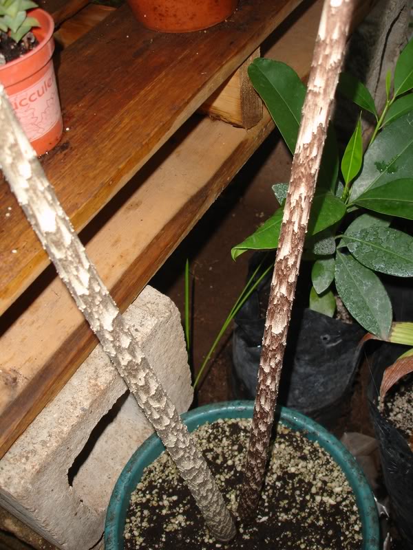 dracontium1.jpg