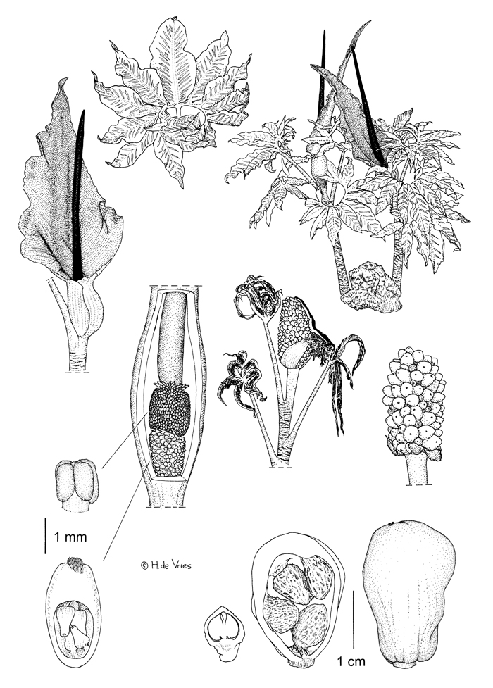 Dracunculus_vulgaris_small.jpg