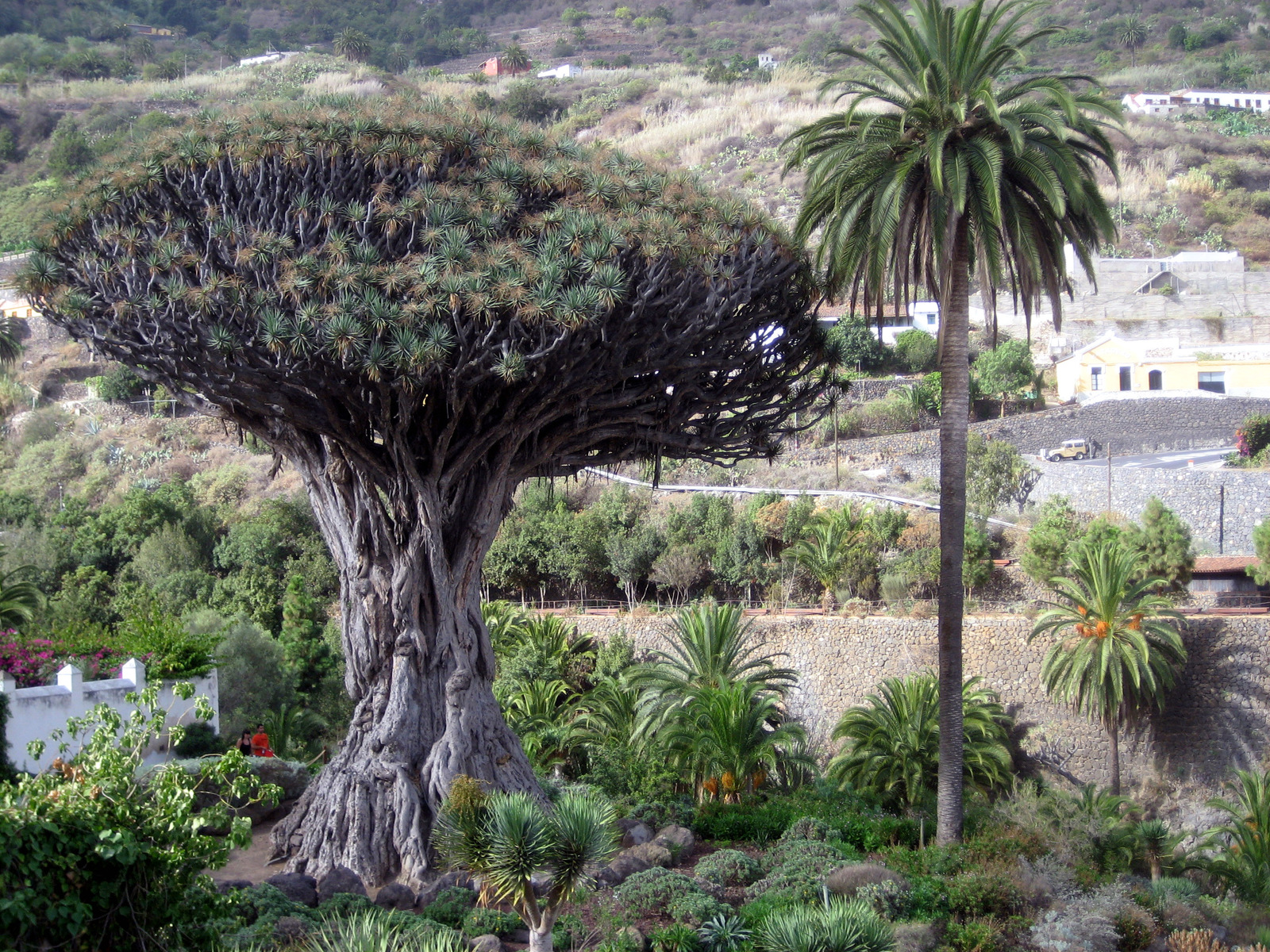 Drago.Icod_de_los_Vinos.Tenerife.jpg