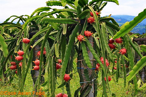 dragon-fruit-3.jpg