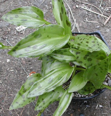 Drimiopsis_maculata.jpg