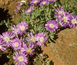 drosanthemum-floribundum-2.jpg
