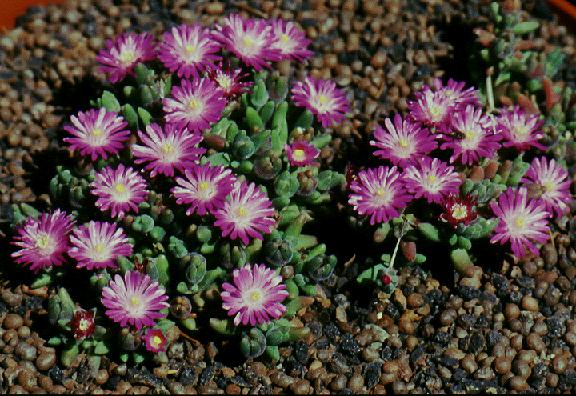 Drosanthemum_hispidum_1450_01.JPG