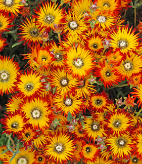 drosanthemum_micans.jpg