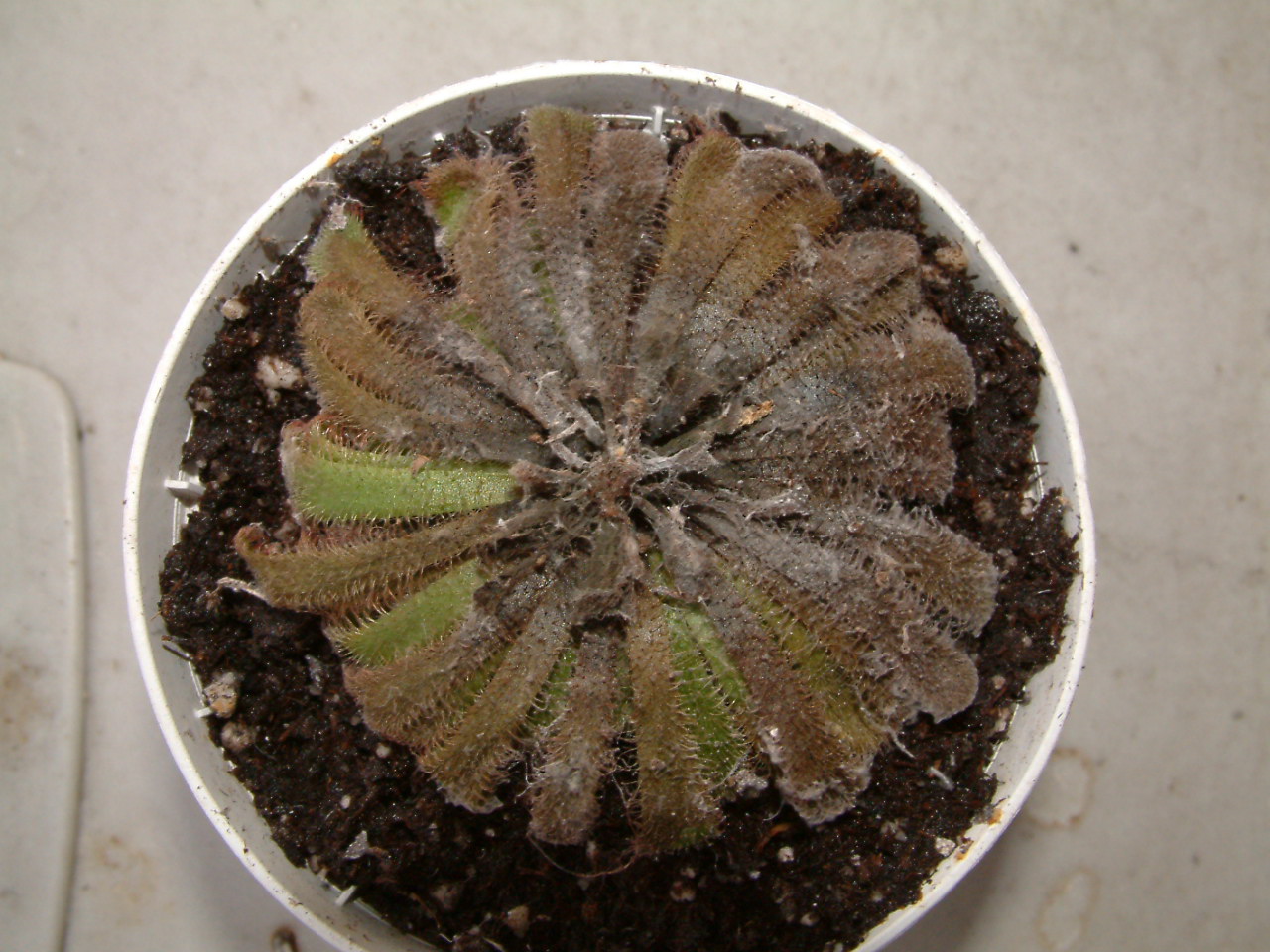 Drosera%20Aliciae%20pocha.JPG