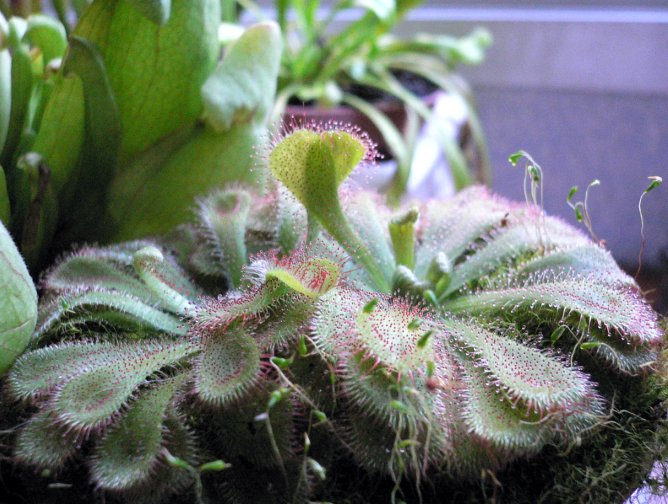 Drosera%20aliciae.jpg