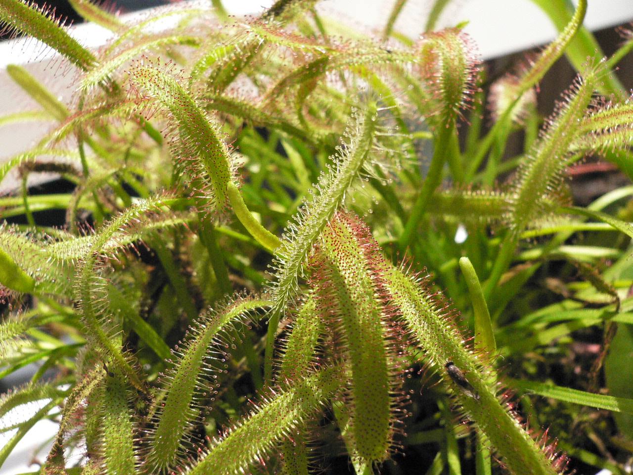 Drosera%20capensis%20%285%29.jpg