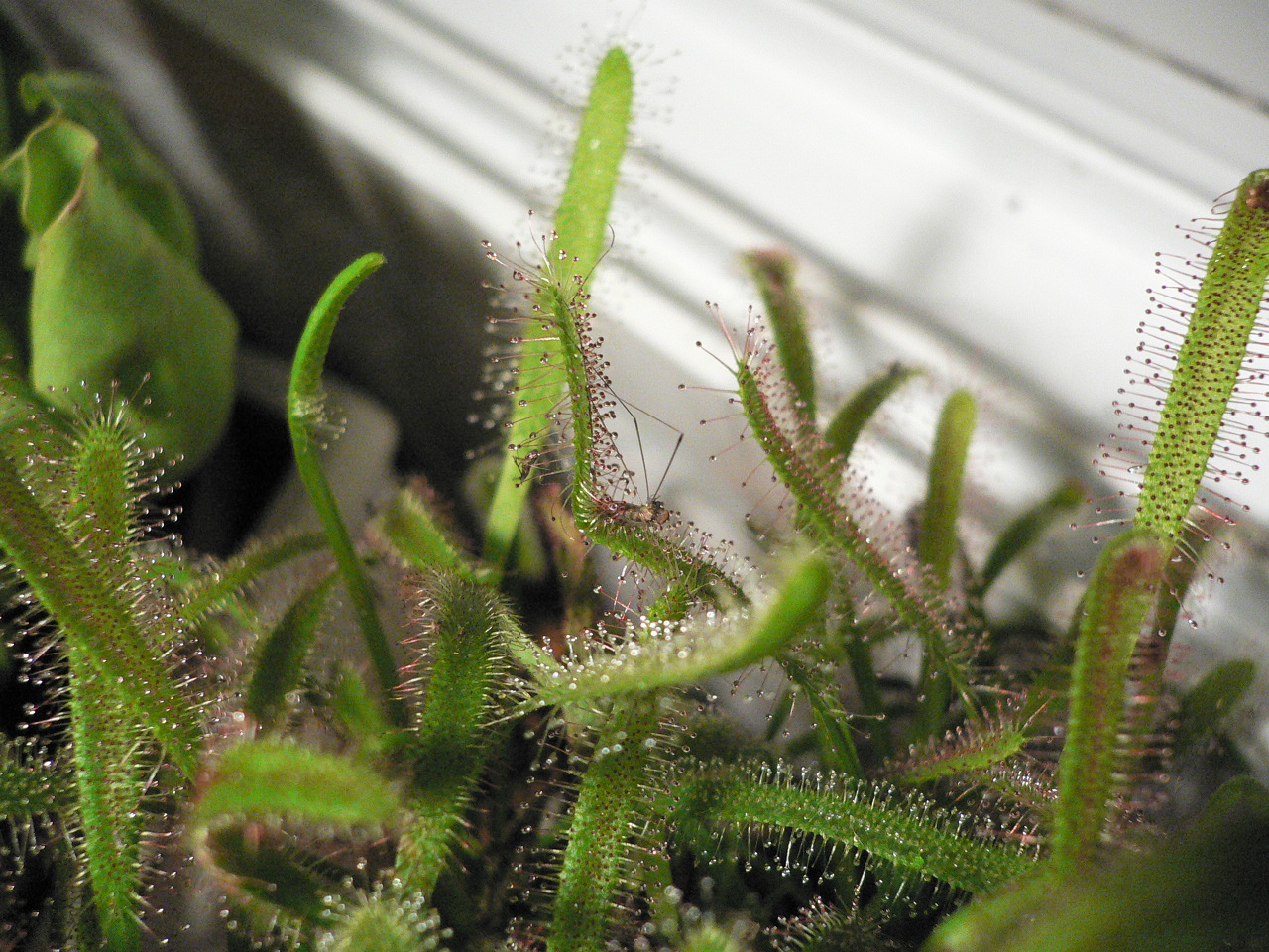 Drosera%20capensis%20%287%29.jpg