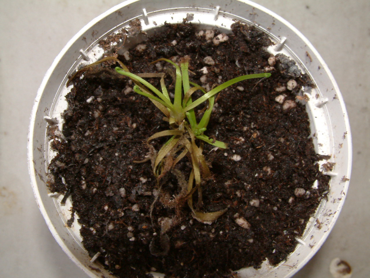 Drosera%20capensis%20pocha.JPG