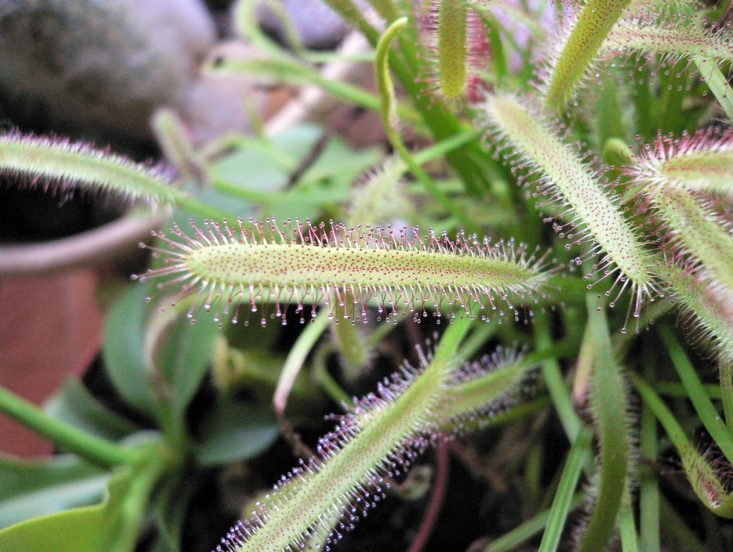 Drosera%20capensis.jpg
