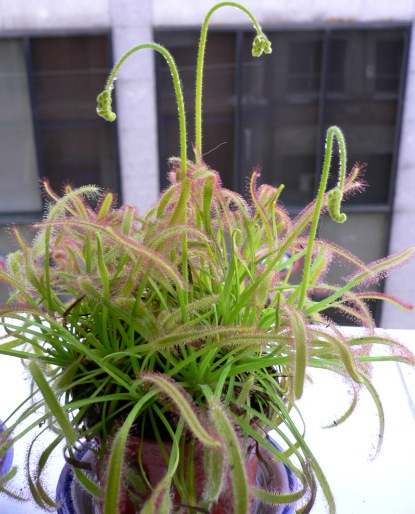 Drosera%20capensis2.jpg