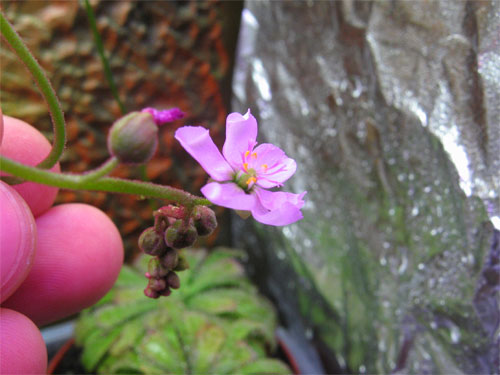 Drosera-aliciae-flor.jpg