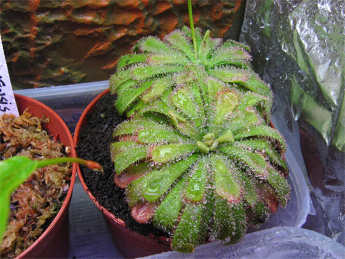 Drosera-aliciae.jpg