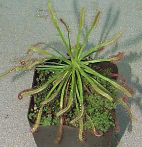 drosera-capensis.jpg