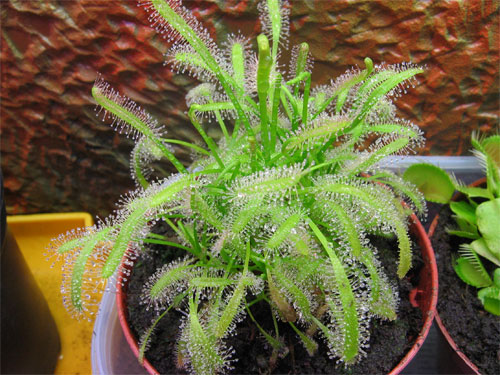 Drosera-capensis.jpg