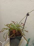 Drosera-Capensis-Narrow-Leaf.jpg