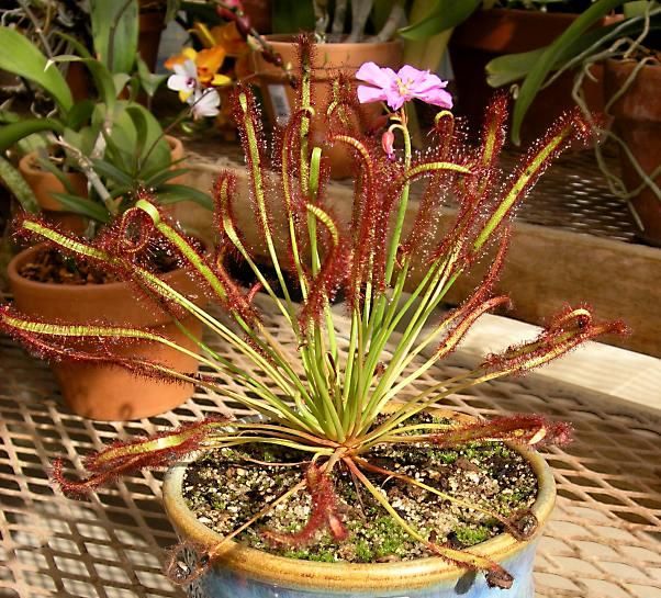 drosera-capensis_all-red01.jpg