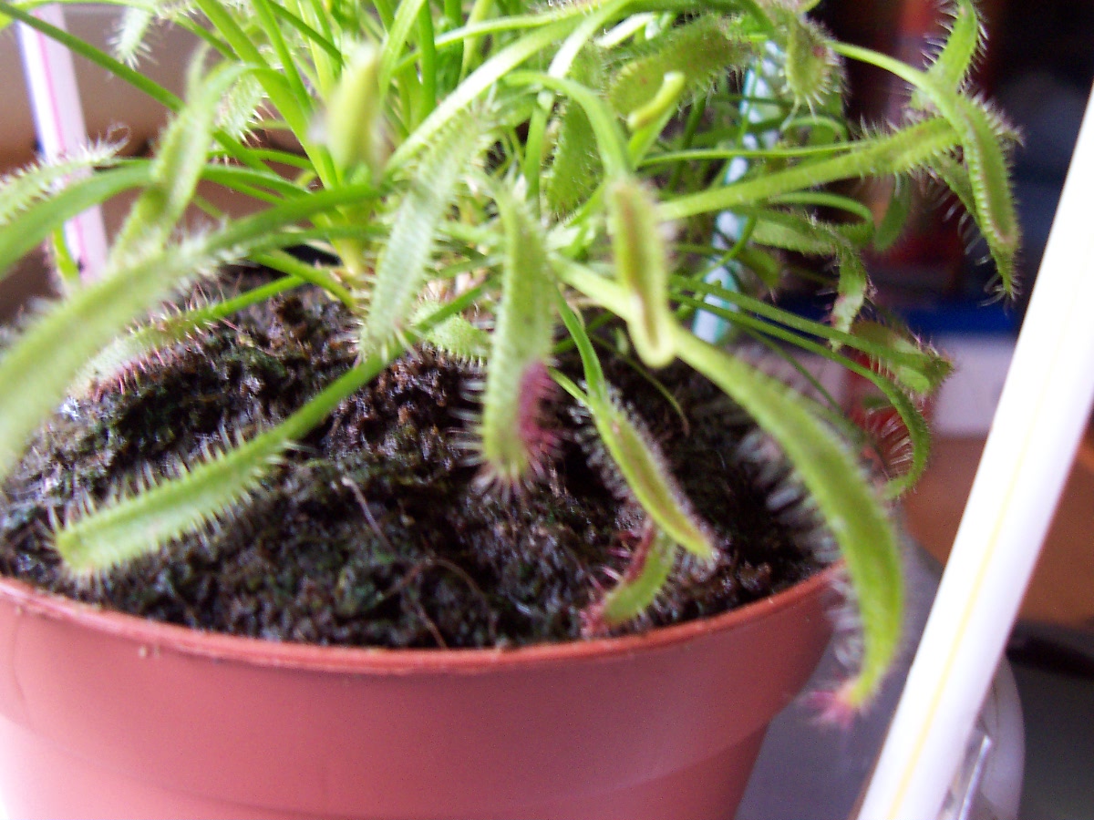 drosera.jpg