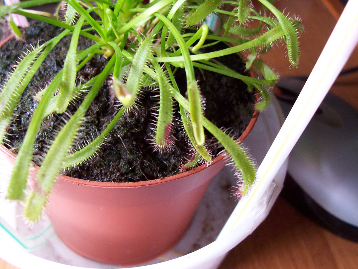 drosera1%7E0.jpg