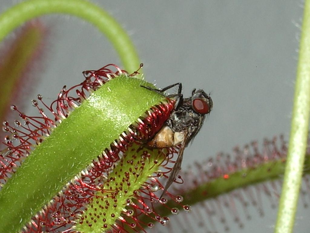 drosera4.JPG