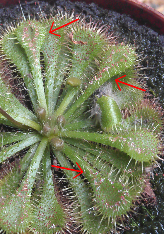 Drosera_02.png