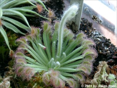 Drosera_brevicornis_380.jpg