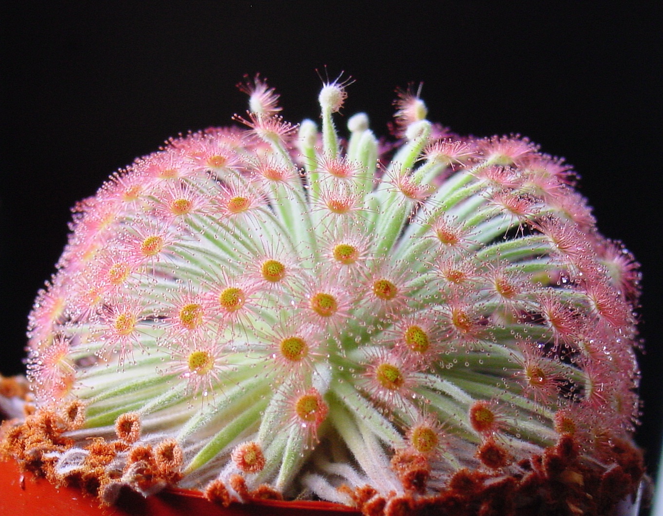 Drosera_derbyensis_ne1.JPG
