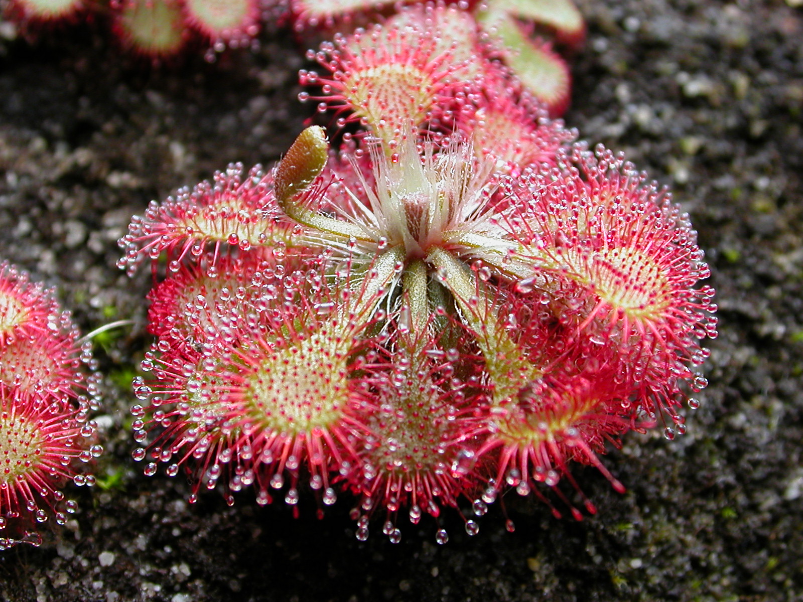 Drosera_spatulata_KansaiHabit.jpg