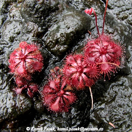 Drosera_spec_Bako_KamilPasek.jpg