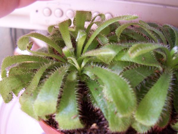 droseras%20007.jpg