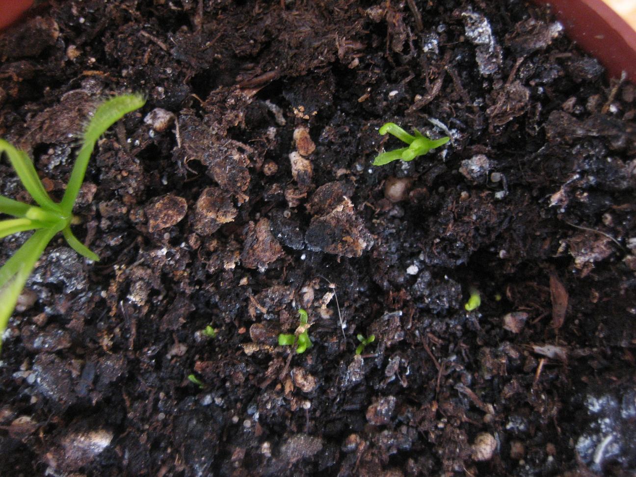 Droseras%20rebrotando%20Red..JPG
