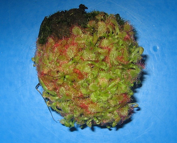 Droserillas%20Red..JPG