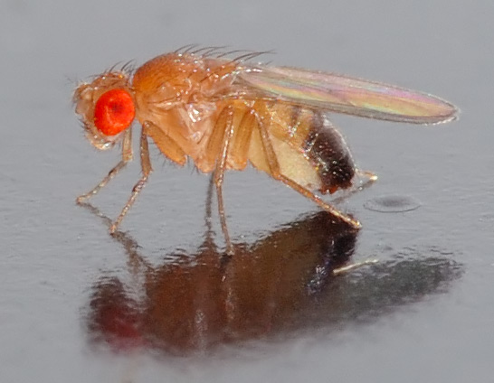 Drosophila_melanogaster_-_side_%28aka%29.jpg