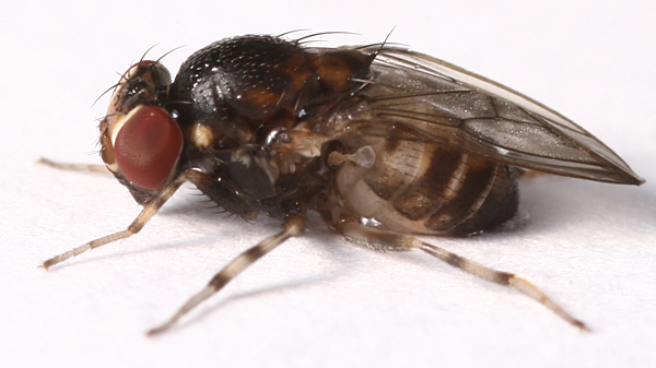 drosophilidae.jpg