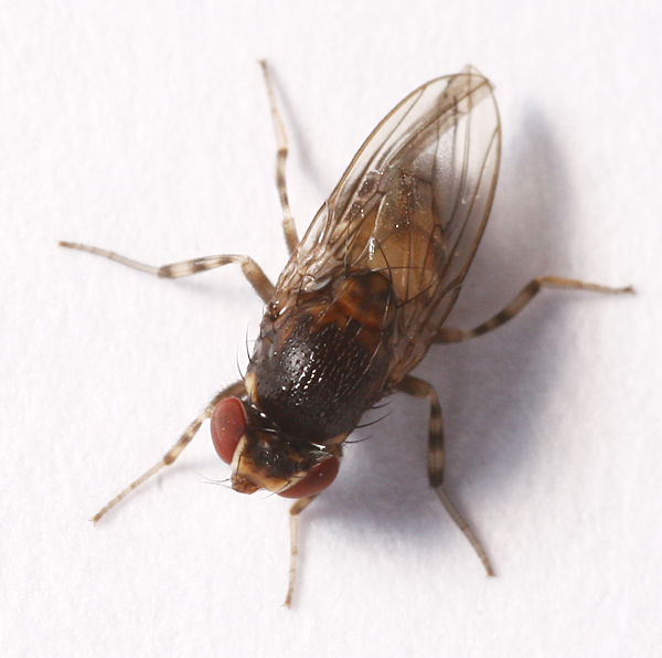 drosophilidae2.jpg