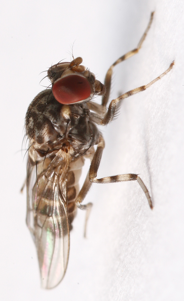 drosophilidae4.jpg