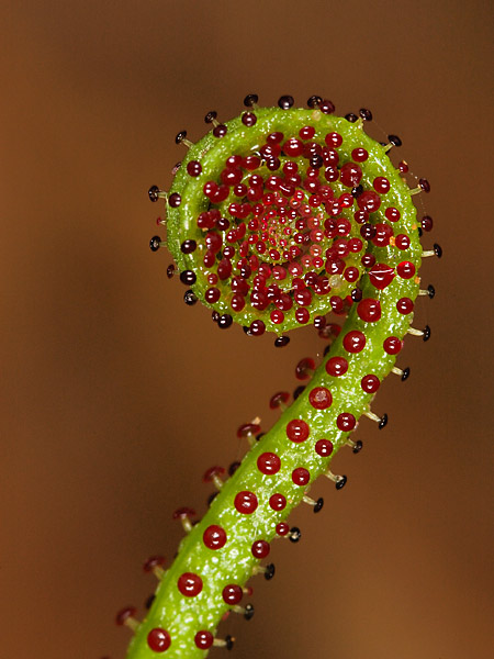 Drosophillum-600web_2082.jpg