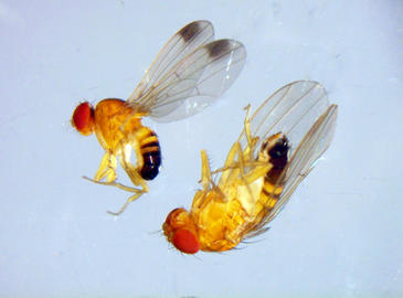drosophylasuzuki.jpg