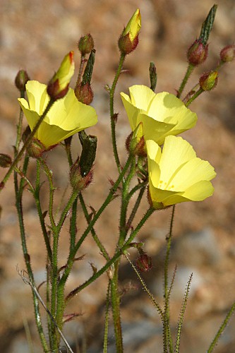 Drosophyllum-lusitanicum-0002.jpg