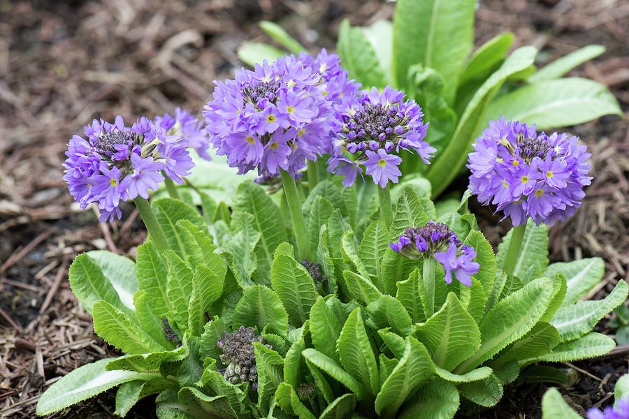 drumstick-primula-primula-denticulata-adrian-thomasscience-photo-library.jpg